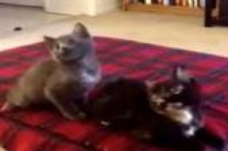 Kittens Jam To Turn Down For What And You Will Love It